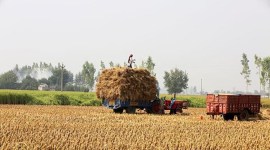 basmati rice, rice crop, rice season, punjab rice season, paddy rice
