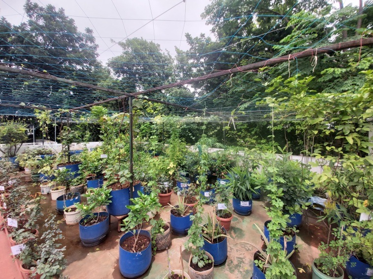 In Telangana, these rooftop gardeners are showing the way to