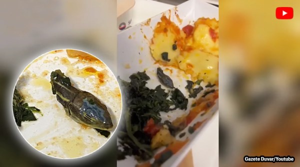 snake inside meal in plane, snake head in meal, snake in plane, snake, snake head, indian express