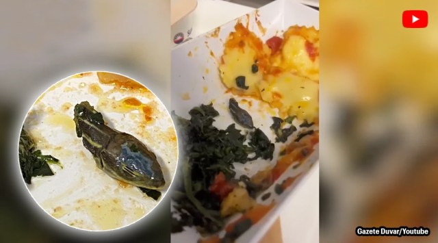 snake inside meal in plane, snake head in meal, snake in plane, snake, snake head, indian express