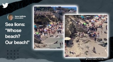 Sea lions chase tourists in California, Sea lions chase beachgoers in San Diego, La Jolla cove sea lions San Diego, sea lions viral video, Indian Express
