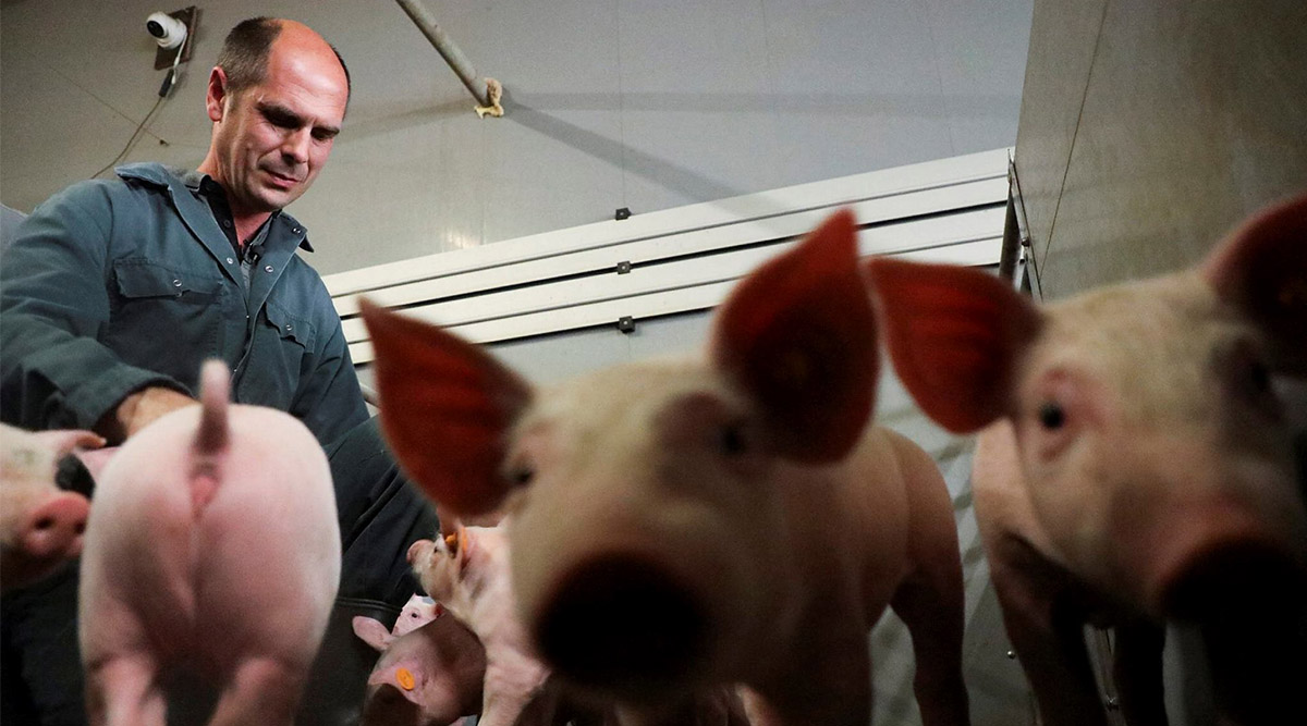 Shakin’ bacon? Belgian researchers study pigs’ response to music