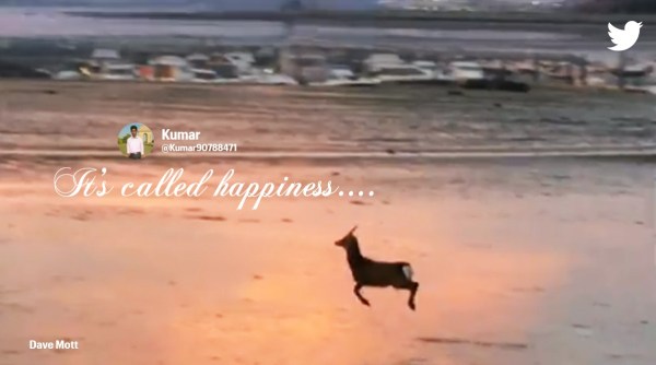 Anand Mahindra, Deer prancing on a beach, Deer jumping at a beach, viral deer video, Anand Mahindra tweets, Indian Express