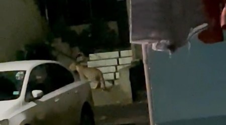 Leopard spotted  in surat city on a Saturday morning. (Express photo)