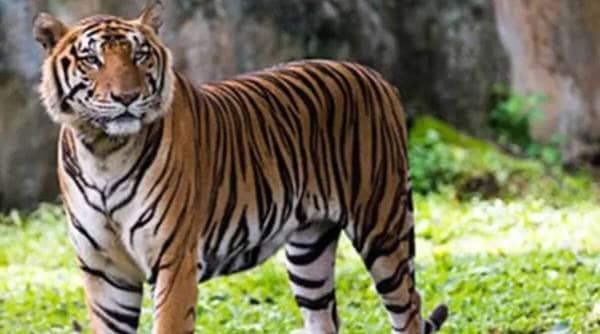 International Tiger Day, tiger day, global tiger day, tiger, Narendra Modi, melanistic tiger, tiger population, indian express