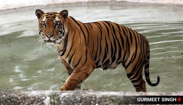 tigers day