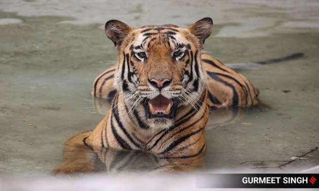 tigers day
