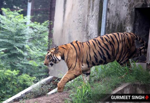 tigers 4