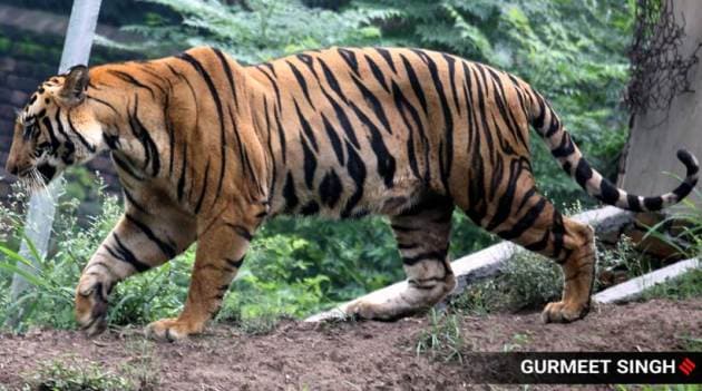 tigers 5