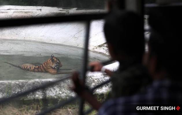 tigers 6