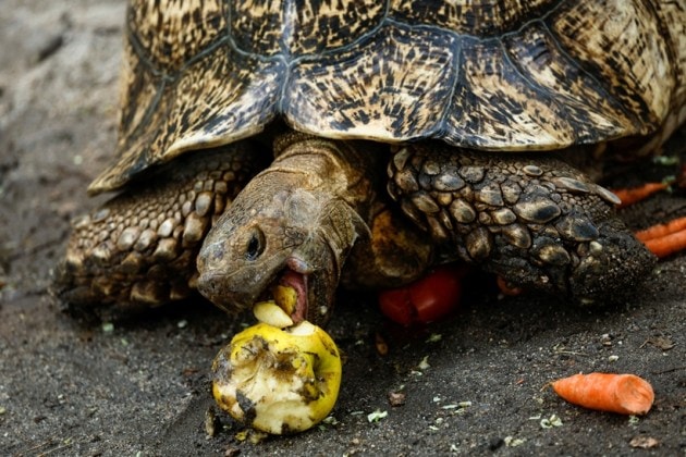 See how animals are beating the heat and staying cool | Lifestyle ...