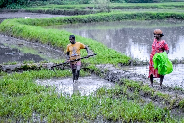 In pictures: Farmers in Udupi return to work after heavy rains inundate ...