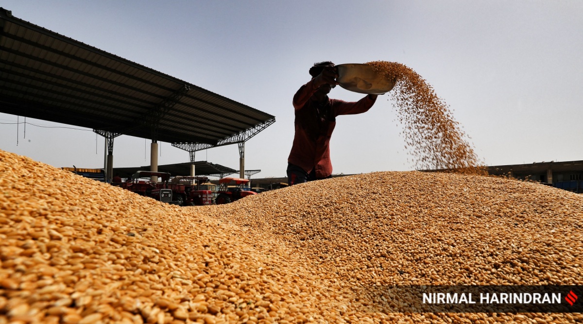 wheat nirmal harindran