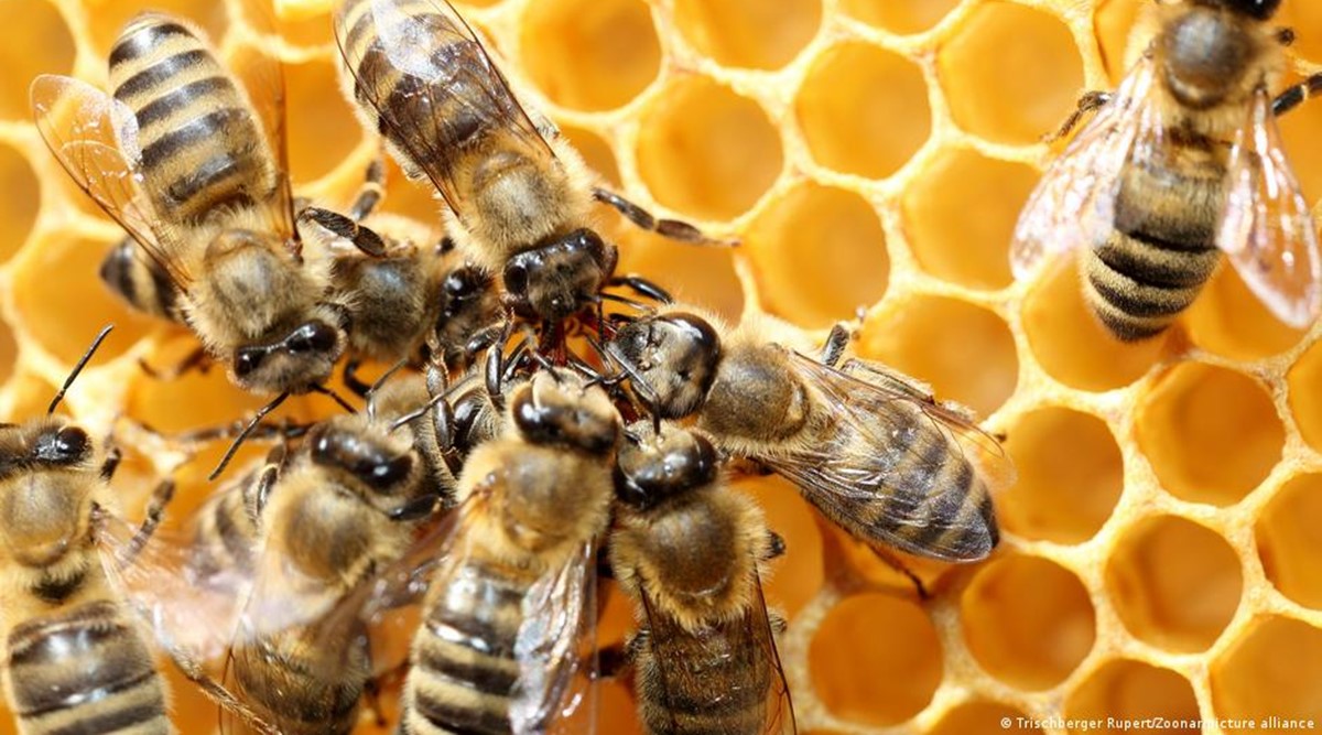 Bees have a secret survival weapon that might surprise you