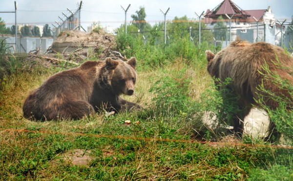 Ucrania arriesga su vida para rescatar animales salvajes de la guerra