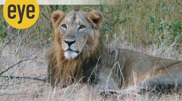 lion, world lion day