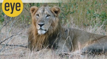 lion, world lion day