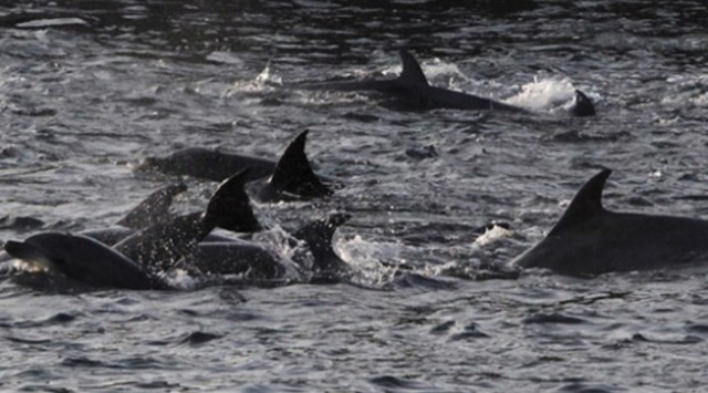 New Zealand, dolphins