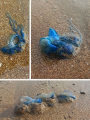 Blue bottle jellyfish visits Mumbai beach