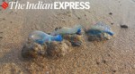 bluebottle jellyfish, what is the bluebottle jellyfish, bluebottle jellyfish Mumbai, about bluebottle jellyfish, bluebottle jellyfish photos, bluebottle jellyfish Mumbai, indian express news