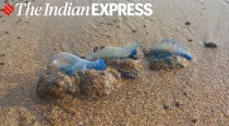 Venomous bluebottle jellyfish spotted in Mumbai's Girgaon Chowpatty beach