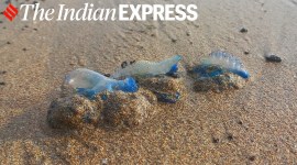 bluebottle jellyfish, what is the bluebottle jellyfish, bluebottle jellyfish Mumbai, about bluebottle jellyfish, bluebottle jellyfish photos, bluebottle jellyfish Mumbai, indian express news
