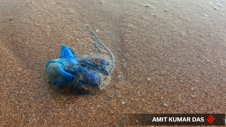 https://images.indianexpress.com/2022/08/Bluebottle-jellyfish-incopy2.jpg