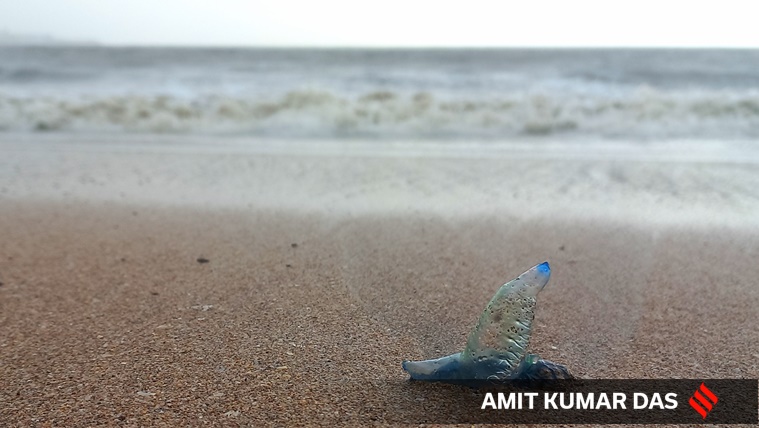 bluebottle jellyfish, what is the bluebottle jellyfish, bluebottle jellyfish Mumbai, about bluebottle jellyfish, bluebottle jellyfish photos, bluebottle jellyfish Mumbai, indian express news