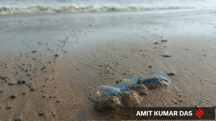 bluebottle jellyfish, what is the bluebottle jellyfish, bluebottle jellyfish Mumbai, about bluebottle jellyfish, bluebottle jellyfish photos, bluebottle jellyfish Mumbai, indian express news