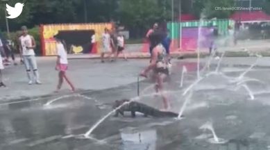 alligator, emotional support alligator, alligator on leash, alligator pet, indian express