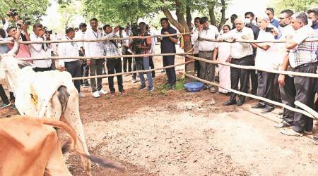 CM Bhupendra Patel, Kutch, Lumpy skin disease, LSD, bovines, cattle, Rajkot latest news, Gujarat latest news, Indian Express