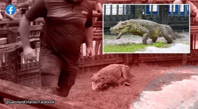 Cuban crocodile, galloping, nature reserve, wildlife, Gatorland Orlando, theme park, scary, goosebumps, viral, trending