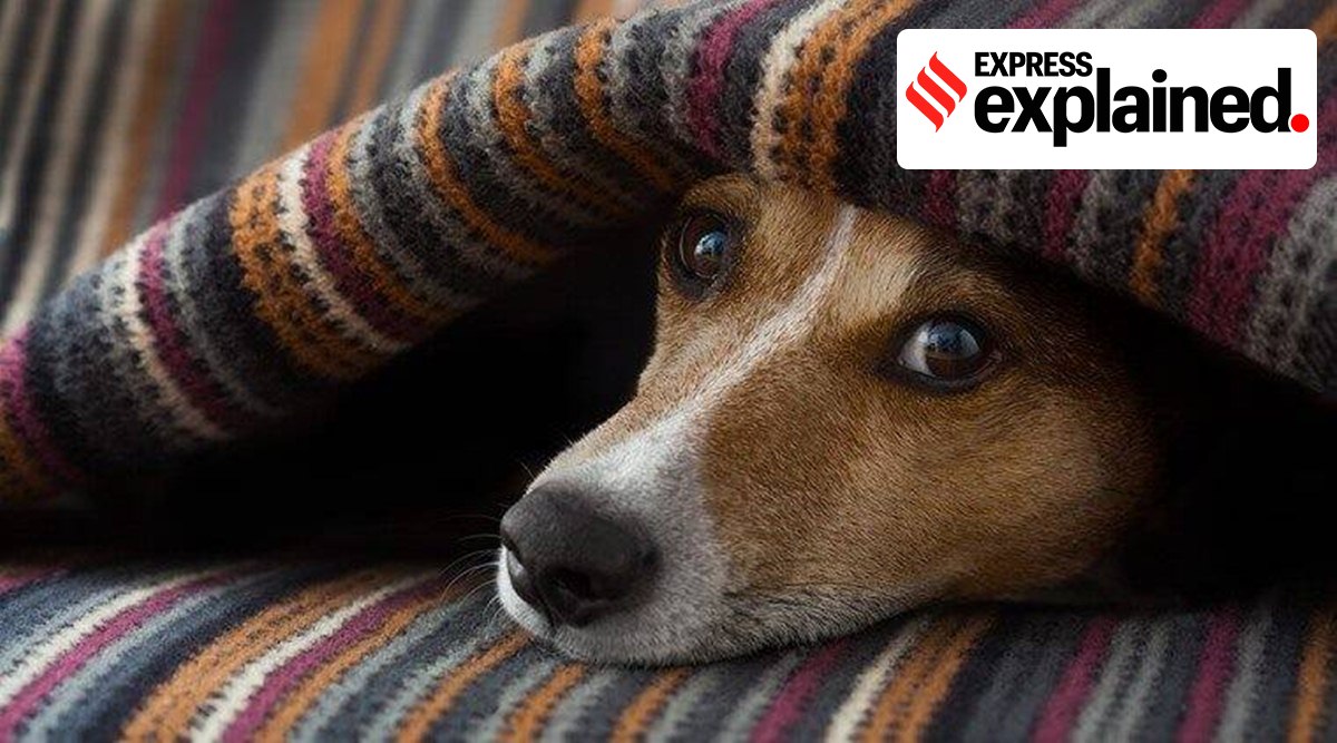 This welling-up of the eyes is attributed to the “bonding hormone” oxytocin. (File Photo)