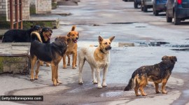International Dog Day, International Dog Day 2022, dog bites, dog attacks, pet dog bites, street dog bites, why do dogs bite, dogs aggressive behaviour, dog bite cases, mauling, dog breeds, aggressive dog breeds, dog's mind, how to dogs communicate, indian express news