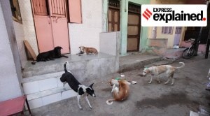 Telling Numbers: 18 lakh fewer stray dogs in 7 years, and the 1.53 crore still on streets