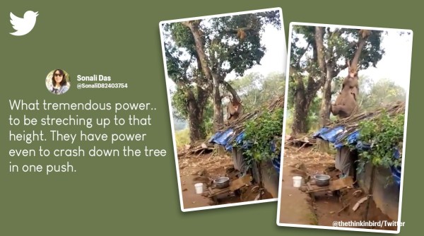 elephant grabbing jackfruit, elephant video, elephant plucking jackfruit, Supriya Sahu, elephant, jackfruit, indian express