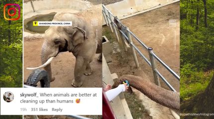 Elephant returns child’s shoe in China, its 'kindness' leaves netizens in awe