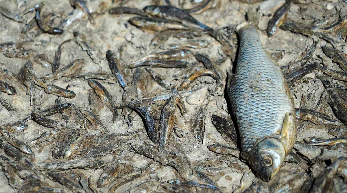 Hoher Salzgehalt in europäischen Flüssen nach Fischsterben festgestellt