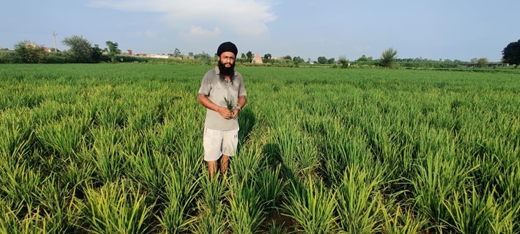 वैज्ञानिकों ने पंजाब और हरियाणा में धान के बौनेपन के रहस्य को ट्रैक किया