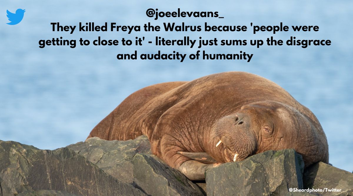 Internett-brukere bryter ut av sinne når de får vite at hvalrossen Freya har blitt avlivet av norske myndigheter