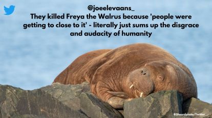 Netizens erupt in anger over news of Freya the walrus being euthanised by  Norwegian authorities | Trending News,The Indian Express