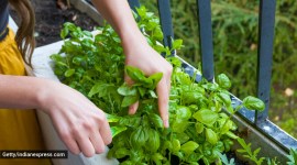 Ayurvedic taste, Ayurvedic drink, basil leaves, tulsi leaves, basil leaves drink, tulsi leaves drink, Ayurvedic drink for health, Ayurveda, indian express news