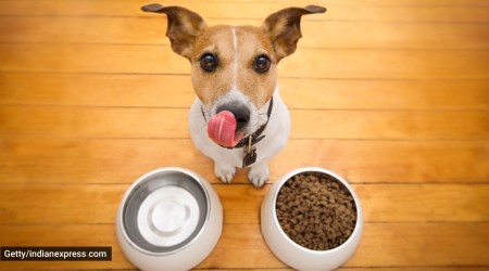 pets, pet care, pet dogs, pets and exercise, healthy eating for pet dogs, healthy diet and nutrients for dogs, exercise for dogs, how to boost pet energy, indian express news