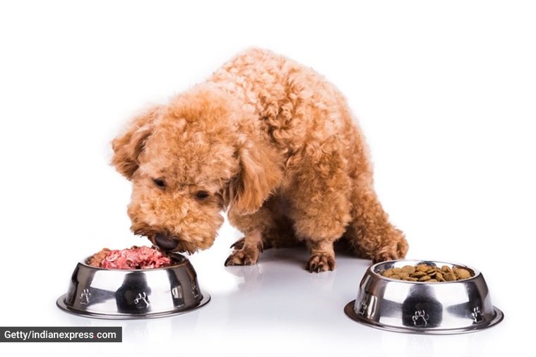 pets, pet care, pet dogs, pets and exercise, healthy eating for pet dogs, healthy diet and nutrients for dogs, exercise for dogs, how to boost pet energy, indian express news