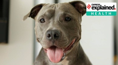 Monkeypox, Dog Monkeypox, Monkeypox dog, Monkeypox symptoms, Monkeypox treatment, Monkeypox animals, Indian Express