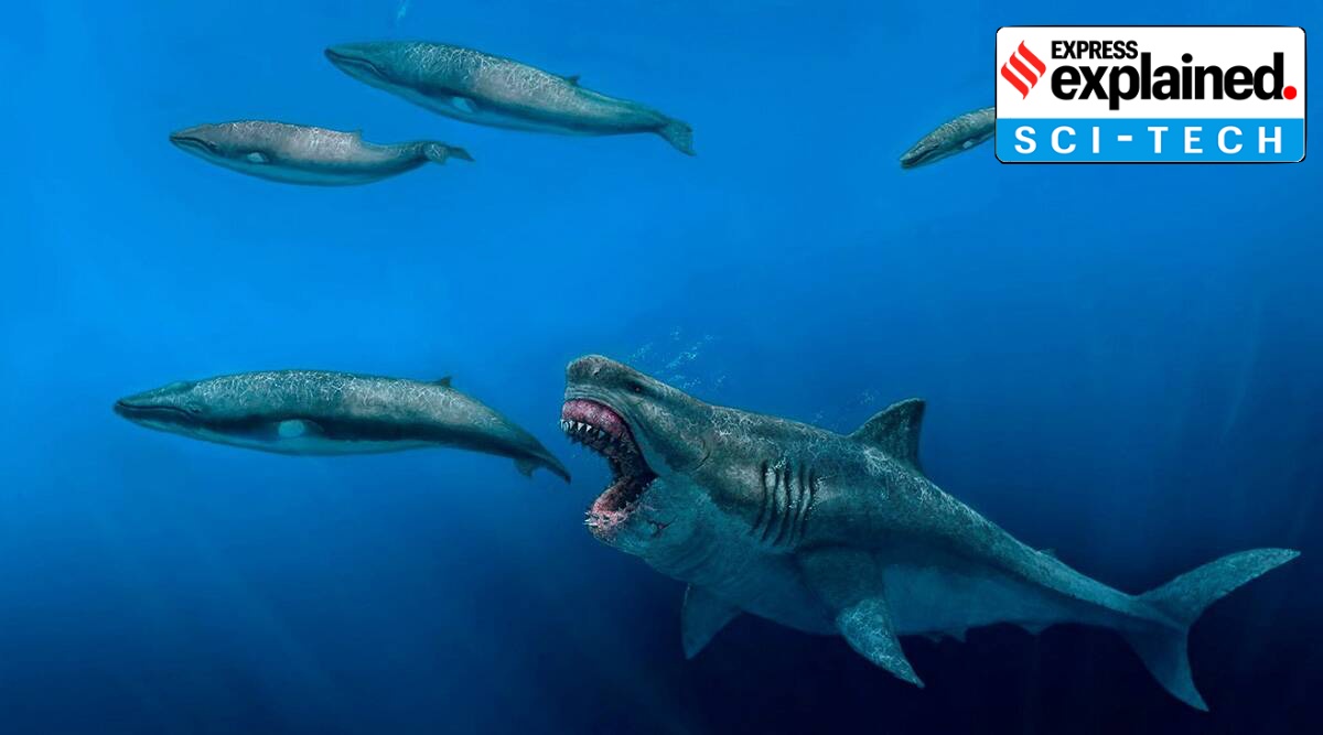 This Word Means: MEGALODON