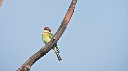 Chestnut-headed bee-eater spotted in Chhota-Udepur. (Express Photo by Rajni Trivedi)