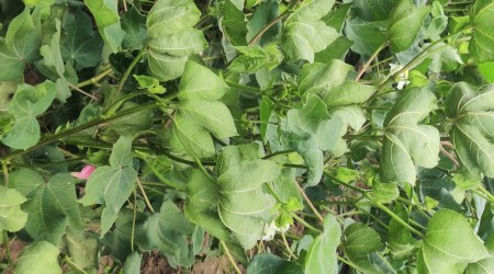 CLCuD is a viral disease that affects the overall growth of the cotton plant and hits its yield. 