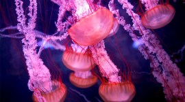 Jellyfish are seen in a new aquarium