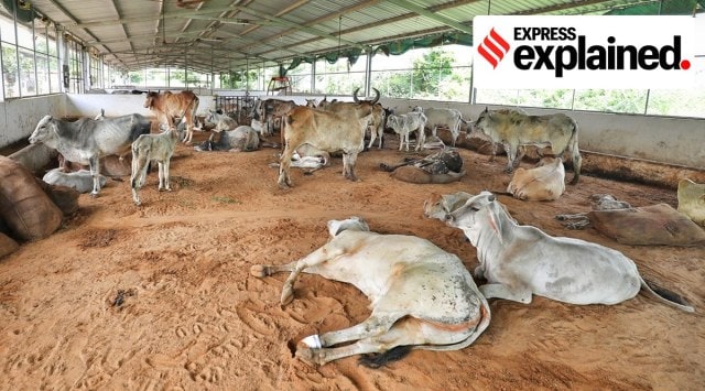 Cattle infected by Lumpy Skin Disease are taken care of by volunteers at a temporary isolation shelter at Gandhidham in Gujarat. (Express Photo: Nirmal Harindran)